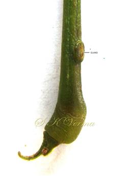  Gland at petiole